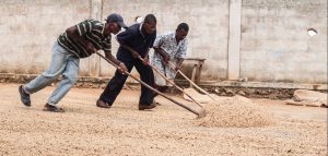 cambio café d'Haïti